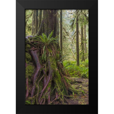 WA, Olympic NP Western red cedar on boulder Black Modern Wood Framed Art Print by Paulson, Don