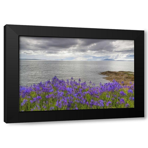 Washington Camas blooms on Sucia Island Black Modern Wood Framed Art Print with Double Matting by Paulson, Don