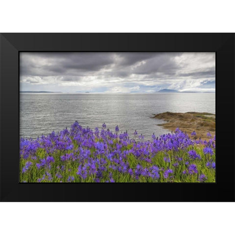 Washington Camas blooms on Sucia Island Black Modern Wood Framed Art Print by Paulson, Don