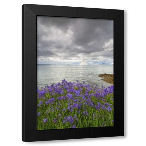 Washington Camas blooms on Sucia Island Black Modern Wood Framed Art Print with Double Matting by Paulson, Don