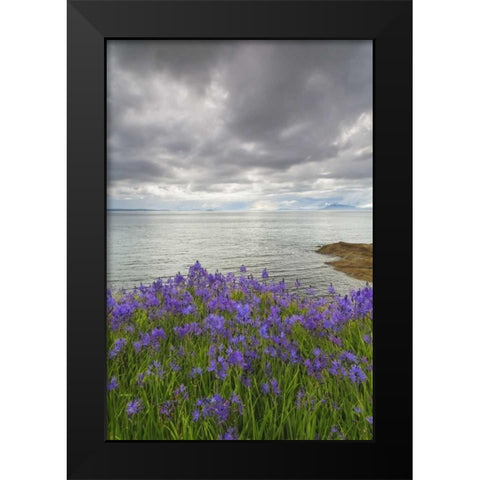 Washington Camas blooms on Sucia Island Black Modern Wood Framed Art Print by Paulson, Don