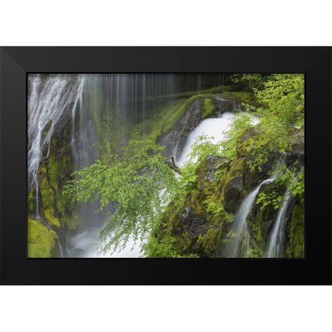 Washington Spring Panther Creek Waterfall Black Modern Wood Framed Art Print by Paulson, Don