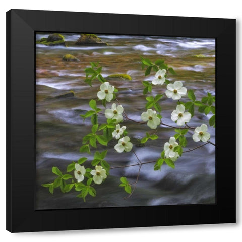 WA, Gifford Pinchot NF Pacific dogwood branh Black Modern Wood Framed Art Print with Double Matting by Paulson, Don