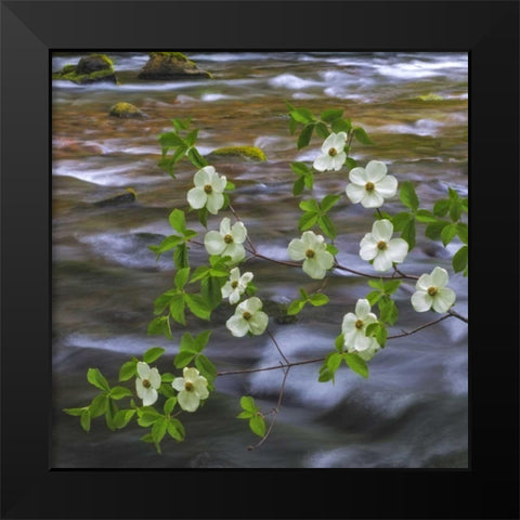 WA, Gifford Pinchot NF Pacific dogwood branh Black Modern Wood Framed Art Print by Paulson, Don