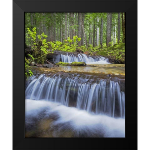 WA, Gifford Pinchot NF Waterfall and forest Black Modern Wood Framed Art Print by Paulson, Don
