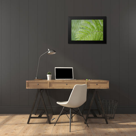 USA, Washington State, Seabeck Fern in rainfall Black Modern Wood Framed Art Print by Paulson, Don