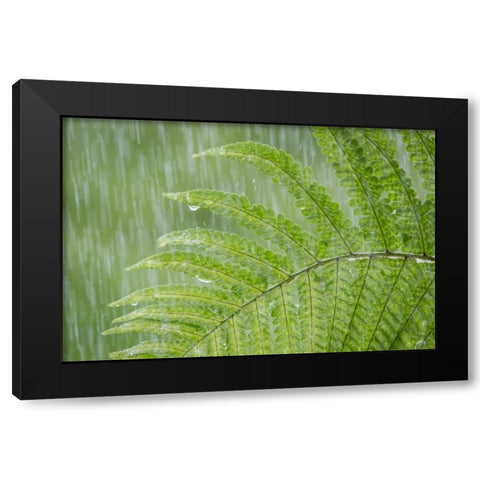 USA, Washington State, Seabeck Fern in rainfall Black Modern Wood Framed Art Print with Double Matting by Paulson, Don