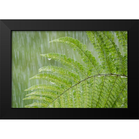USA, Washington State, Seabeck Fern in rainfall Black Modern Wood Framed Art Print by Paulson, Don