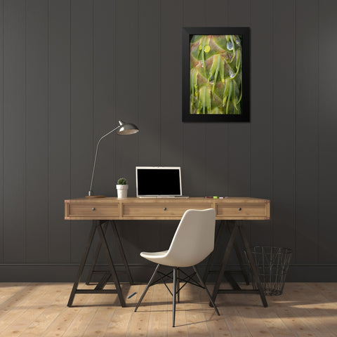 Washington, Seabeck Dew on Douglas fir cone Black Modern Wood Framed Art Print by Paulson, Don