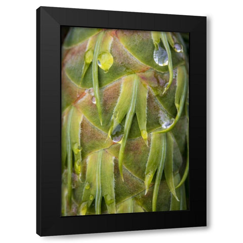 Washington, Seabeck Dew on Douglas fir cone Black Modern Wood Framed Art Print with Double Matting by Paulson, Don