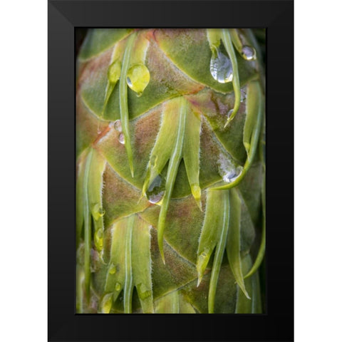Washington, Seabeck Dew on Douglas fir cone Black Modern Wood Framed Art Print by Paulson, Don