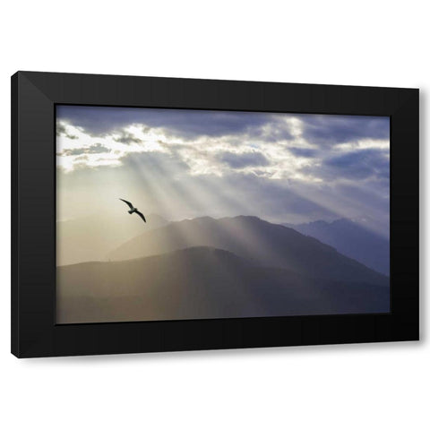 WA, Seabeck Gull and God rays over the Olympics Black Modern Wood Framed Art Print with Double Matting by Paulson, Don