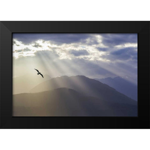 WA, Seabeck Gull and God rays over the Olympics Black Modern Wood Framed Art Print by Paulson, Don