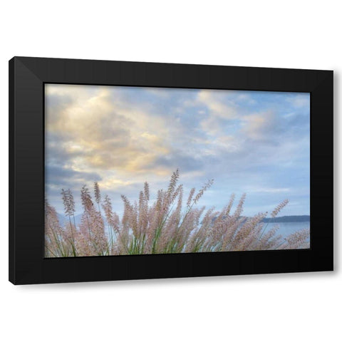 Washington, Seabeck Pennisetum ornamental grass Black Modern Wood Framed Art Print with Double Matting by Paulson, Don