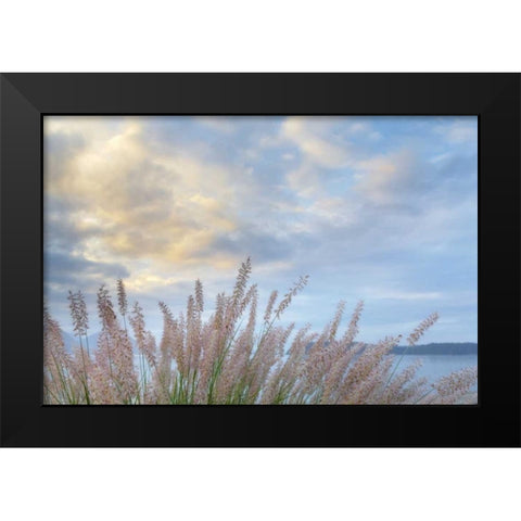Washington, Seabeck Pennisetum ornamental grass Black Modern Wood Framed Art Print by Paulson, Don