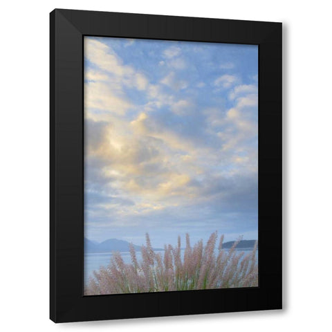 Washington, Seabeck Pennisetum ornamental grass Black Modern Wood Framed Art Print with Double Matting by Paulson, Don