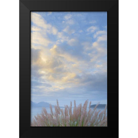 Washington, Seabeck Pennisetum ornamental grass Black Modern Wood Framed Art Print by Paulson, Don