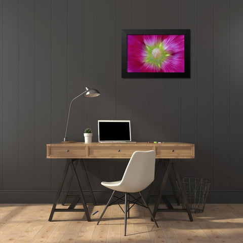 Washington State, Seabeck Hollyhock blossom Black Modern Wood Framed Art Print by Paulson, Don
