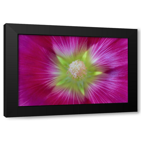 Washington State, Seabeck Hollyhock blossom Black Modern Wood Framed Art Print with Double Matting by Paulson, Don
