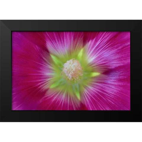 Washington State, Seabeck Hollyhock blossom Black Modern Wood Framed Art Print by Paulson, Don
