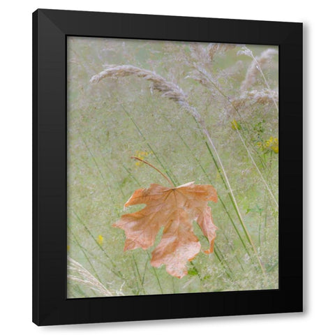 Washington, Seabeck Maple leaf in meadow grasses Black Modern Wood Framed Art Print by Paulson, Don