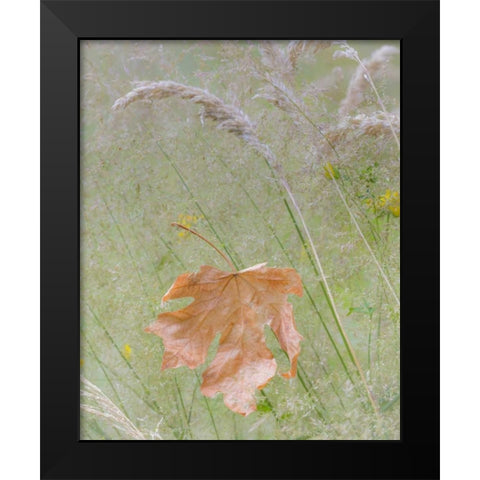 Washington, Seabeck Maple leaf in meadow grasses Black Modern Wood Framed Art Print by Paulson, Don