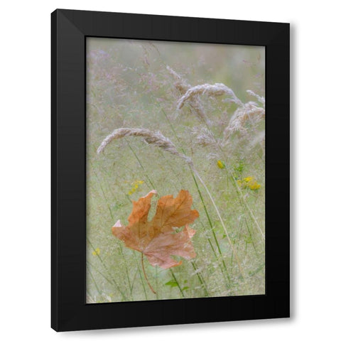 Washington, Seabeck Maple leaf in meadow grasses Black Modern Wood Framed Art Print by Paulson, Don