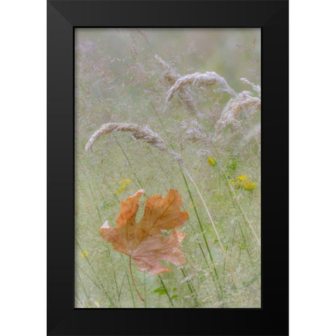 Washington, Seabeck Maple leaf in meadow grasses Black Modern Wood Framed Art Print by Paulson, Don