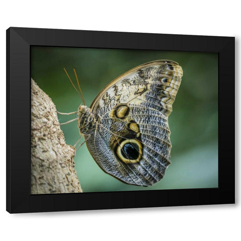 Washington State, Seattle Owl butterfly Black Modern Wood Framed Art Print with Double Matting by Paulson, Don