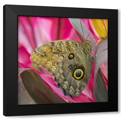 Washington State, Seattle Owl butterfly Black Modern Wood Framed Art Print with Double Matting by Paulson, Don