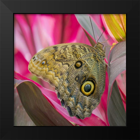 Washington State, Seattle Owl butterfly Black Modern Wood Framed Art Print by Paulson, Don