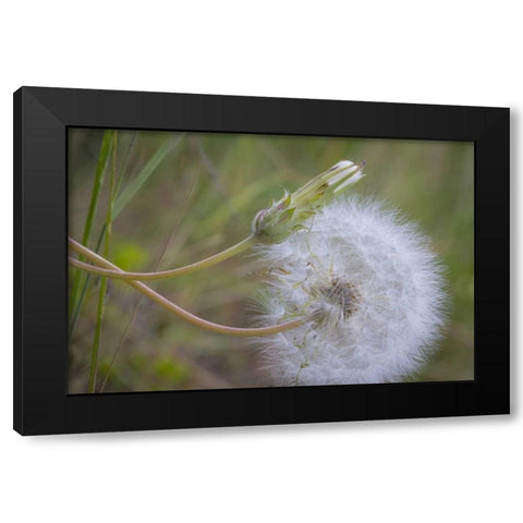 Washington State, Wenatchee NF Salsify seed head Black Modern Wood Framed Art Print with Double Matting by Paulson, Don