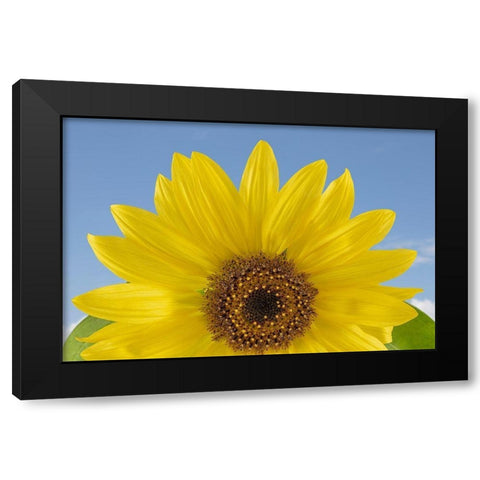 Sunny Sunflower Black Modern Wood Framed Art Print with Double Matting by Jaynes Gallery