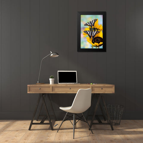 USA- Washington State- Sammamish. Zebra swallowtail butterfly on sunflower Black Modern Wood Framed Art Print by Gulin, Darrell