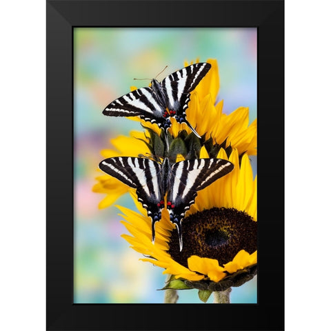 USA- Washington State- Sammamish. Zebra swallowtail butterfly on sunflower Black Modern Wood Framed Art Print by Gulin, Darrell