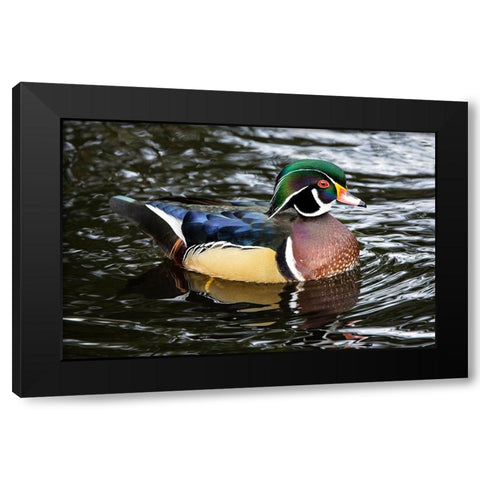 USA- Washington State- Sammamish. Yellow Lake with male drake wood duck Black Modern Wood Framed Art Print by Gulin, Darrell