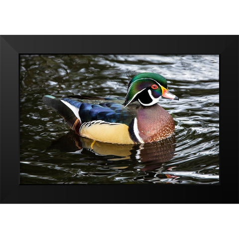 USA- Washington State- Sammamish. Yellow Lake with male drake wood duck Black Modern Wood Framed Art Print by Gulin, Darrell