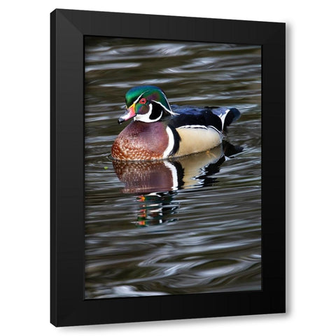 USA- Washington State- Sammamish. Yellow Lake with male drake wood duck Black Modern Wood Framed Art Print with Double Matting by Gulin, Darrell