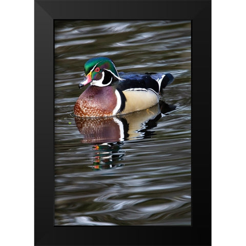 USA- Washington State- Sammamish. Yellow Lake with male drake wood duck Black Modern Wood Framed Art Print by Gulin, Darrell
