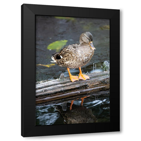 USA- Washington State- Sammamish. Yellow Lake with Female Mallard duck resting on floating log Black Modern Wood Framed Art Print with Double Matting by Gulin, Darrell
