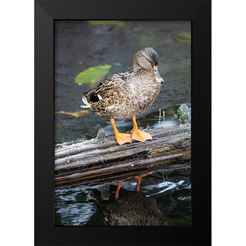 USA- Washington State- Sammamish. Yellow Lake with Female Mallard duck resting on floating log Black Modern Wood Framed Art Print by Gulin, Darrell