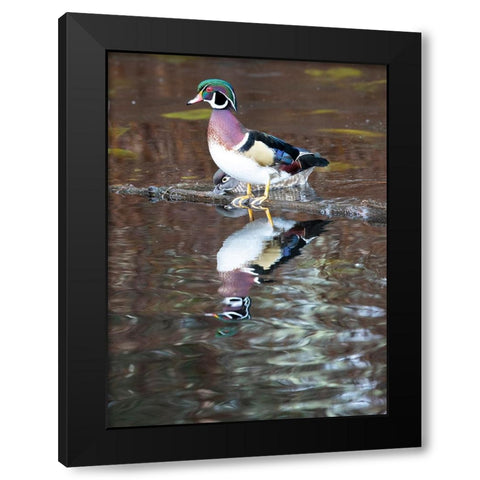 USA- Washington State- Sammamish. Yellow Lake with male drake wood duck Black Modern Wood Framed Art Print by Gulin, Darrell
