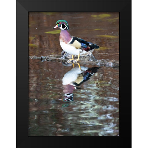 USA- Washington State- Sammamish. Yellow Lake with male drake wood duck Black Modern Wood Framed Art Print by Gulin, Darrell