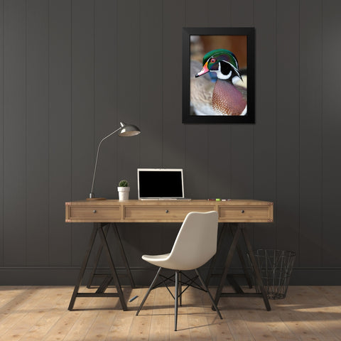 USA- Washington State- Sammamish. Yellow Lake with male drake wood duck Black Modern Wood Framed Art Print by Gulin, Darrell