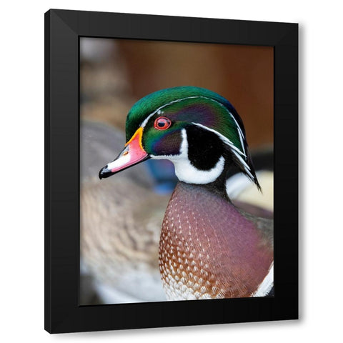 USA- Washington State- Sammamish. Yellow Lake with male drake wood duck Black Modern Wood Framed Art Print with Double Matting by Gulin, Darrell