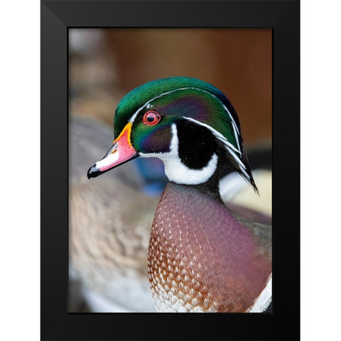 USA- Washington State- Sammamish. Yellow Lake with male drake wood duck Black Modern Wood Framed Art Print by Gulin, Darrell