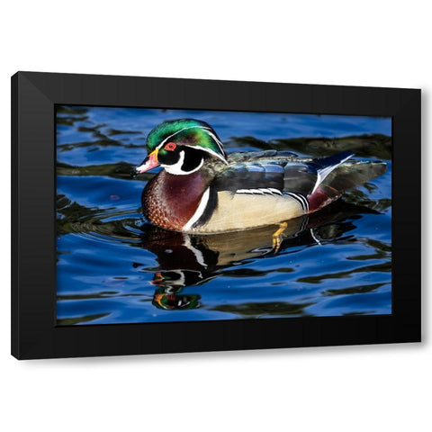 USA- Washington State- Sammamish. Yellow Lake with male drake wood duck Black Modern Wood Framed Art Print with Double Matting by Gulin, Darrell