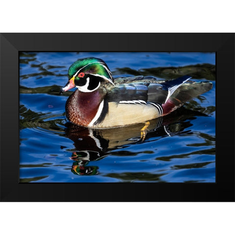 USA- Washington State- Sammamish. Yellow Lake with male drake wood duck Black Modern Wood Framed Art Print by Gulin, Darrell