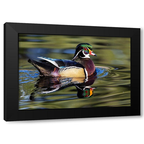 USA- Washington State- Sammamish. Yellow Lake with male drake wood duck Black Modern Wood Framed Art Print with Double Matting by Gulin, Darrell