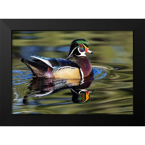 USA- Washington State- Sammamish. Yellow Lake with male drake wood duck Black Modern Wood Framed Art Print by Gulin, Darrell